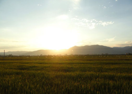 剑湖西岸和北岸的稻田还在静静的躺着